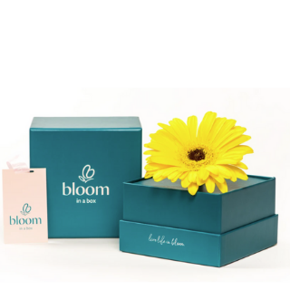 Bloom in a Box - Yellow Gerbera image